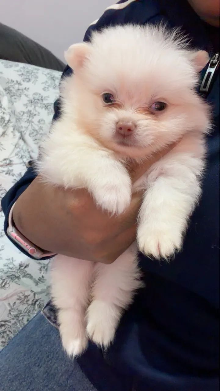 Spitz Alemão  - Foto 3