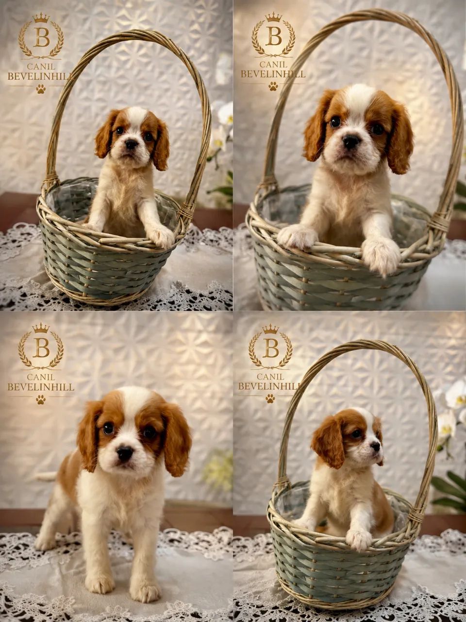     Pequeno Príncipe Cavalier - Charme e Elegância em Cada Detalhe - Foto 6