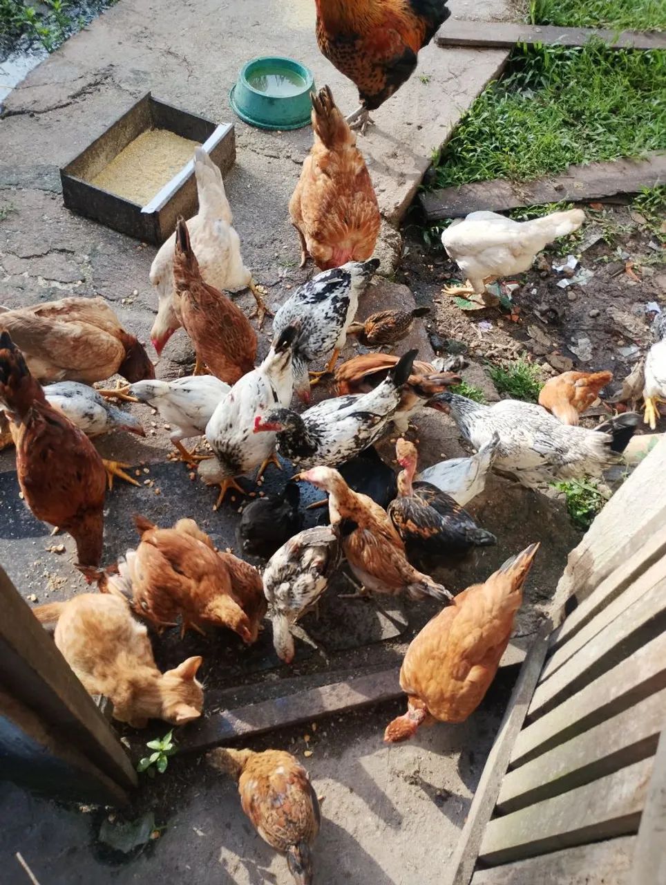 Frangos e pintos 