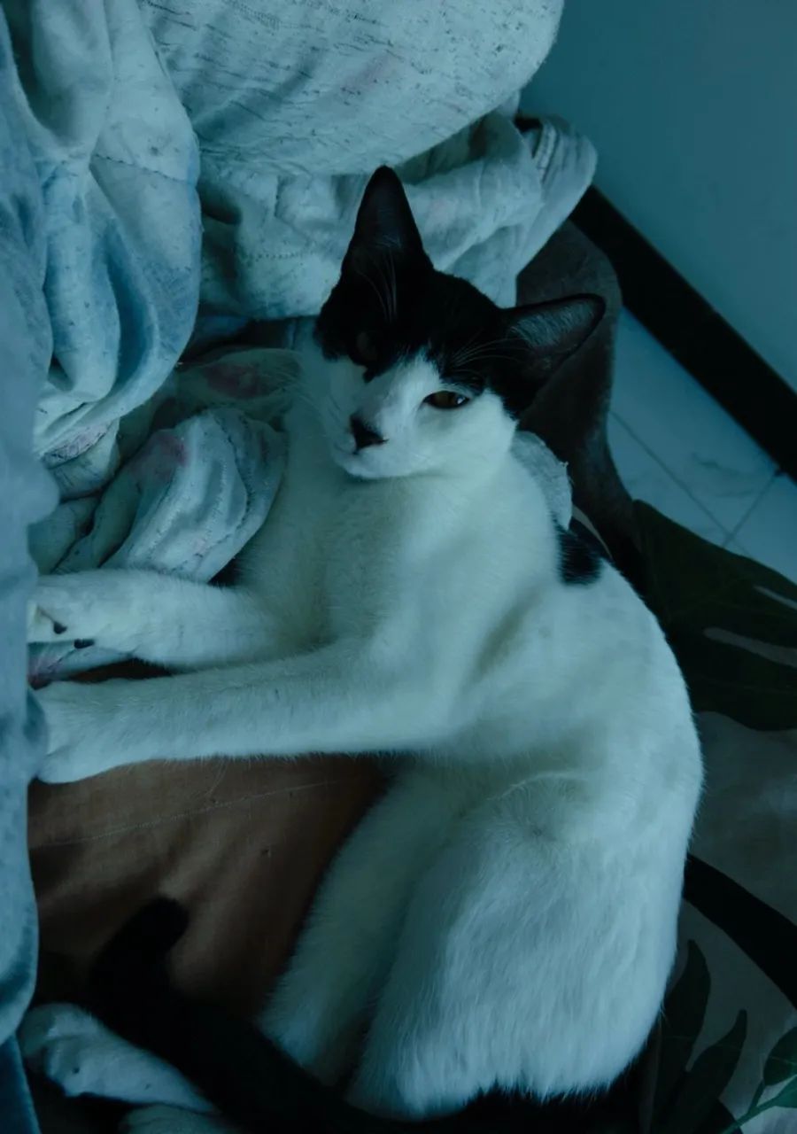 Gato macho - Foto 2