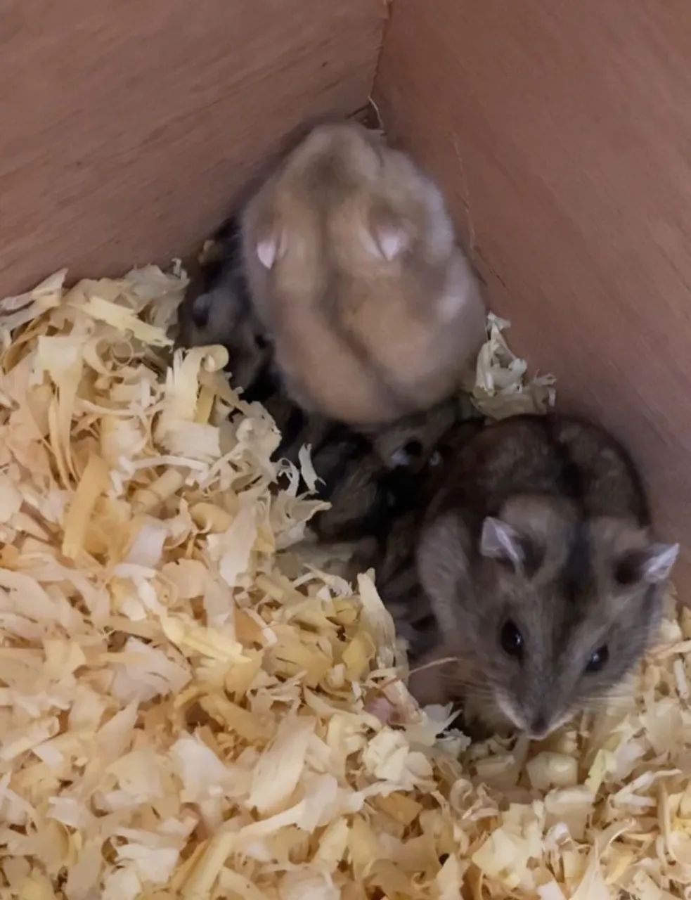 Porquinho da índia e Hamsters