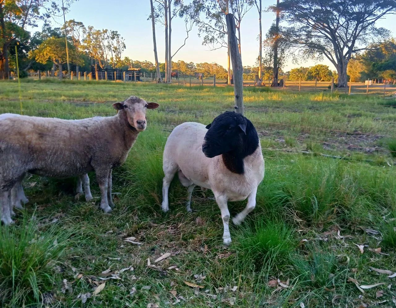 Carneiro Dorper - Foto 4