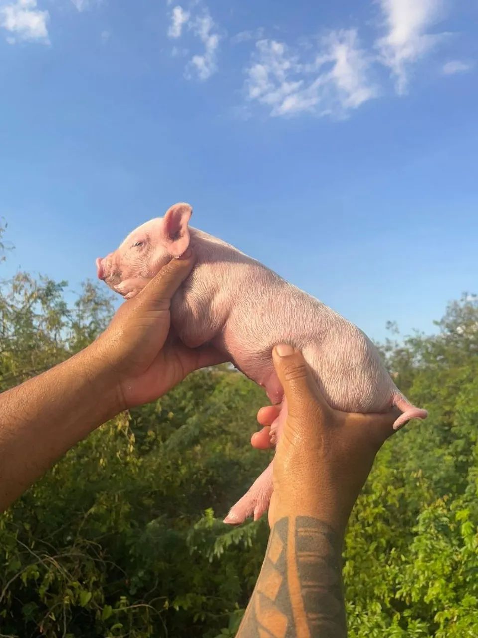Mini pig  - Foto 2
