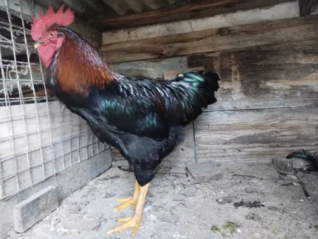 galo - Foto 2