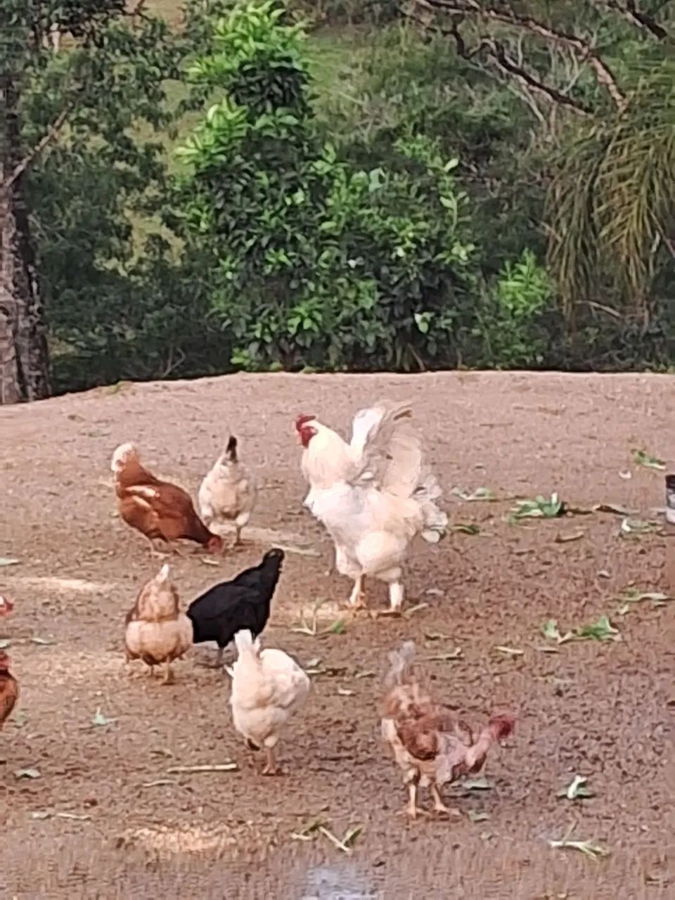 Galo Brahma - Foto 4