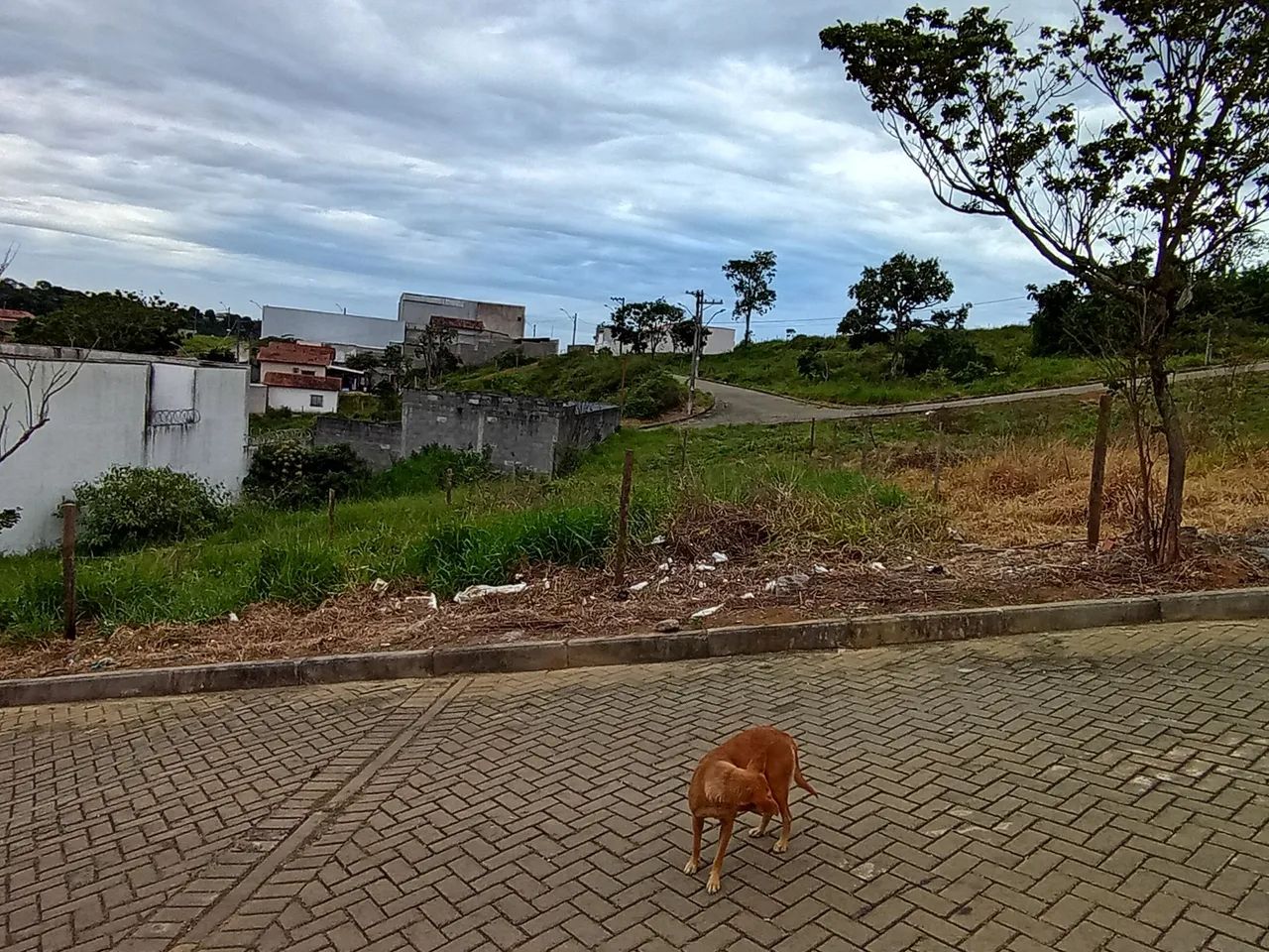 Terreno 250 metros  - Foto 5