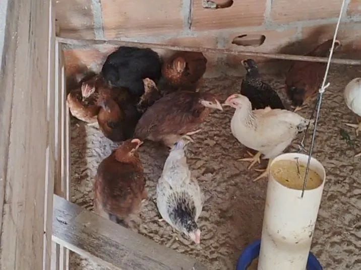 Vendo ovos galados e frangas caipira pescoço pelado e mais  - Foto 2