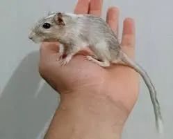 Esquilos da mongolia ( Gerbil )  - Foto 2