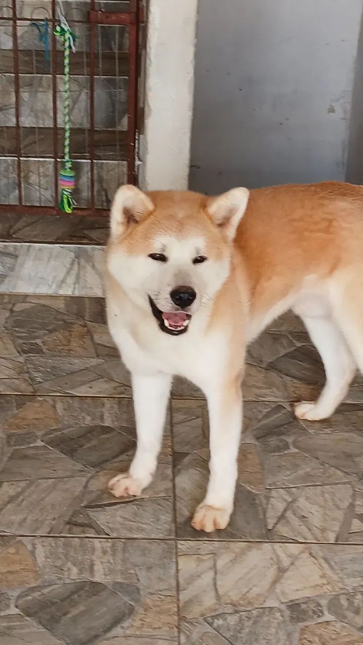 Akita  - Foto 2