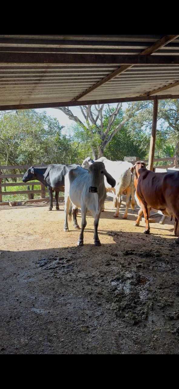 Vaca - Foto 2