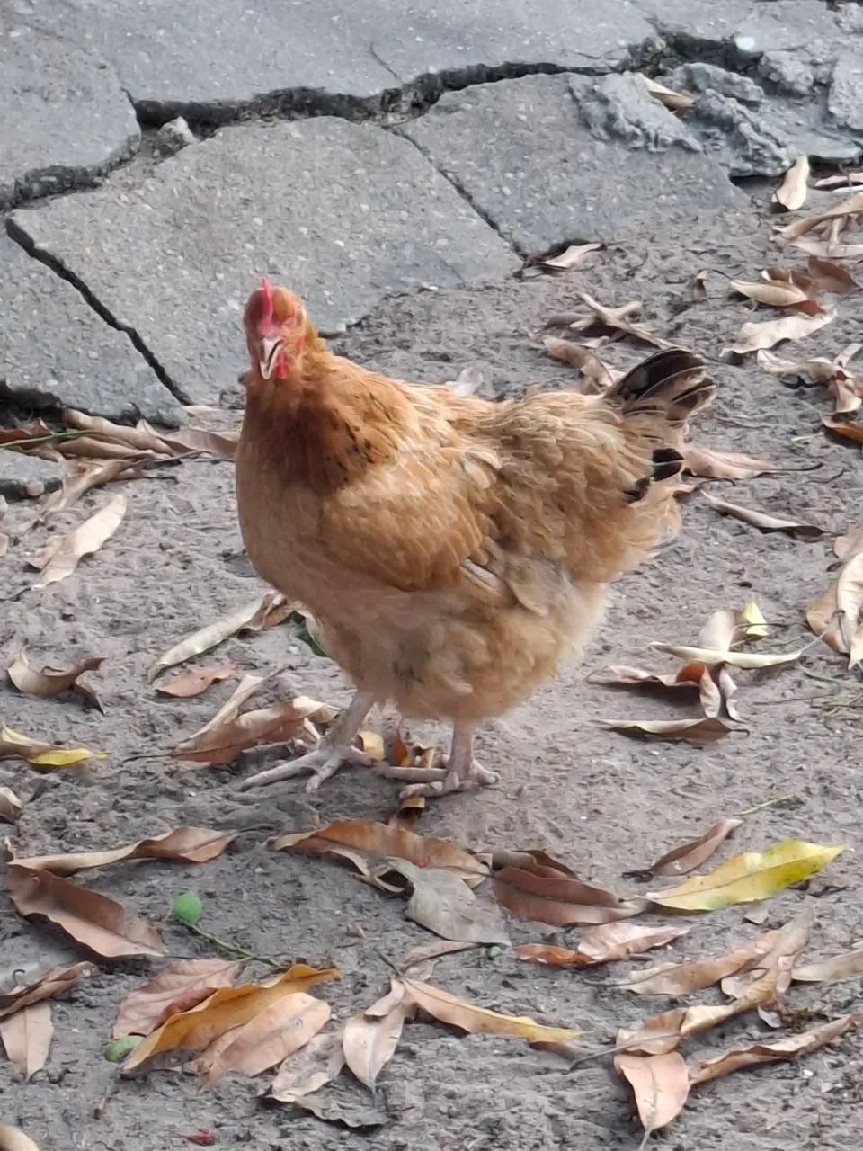 Vendo gatinha  - Foto 3