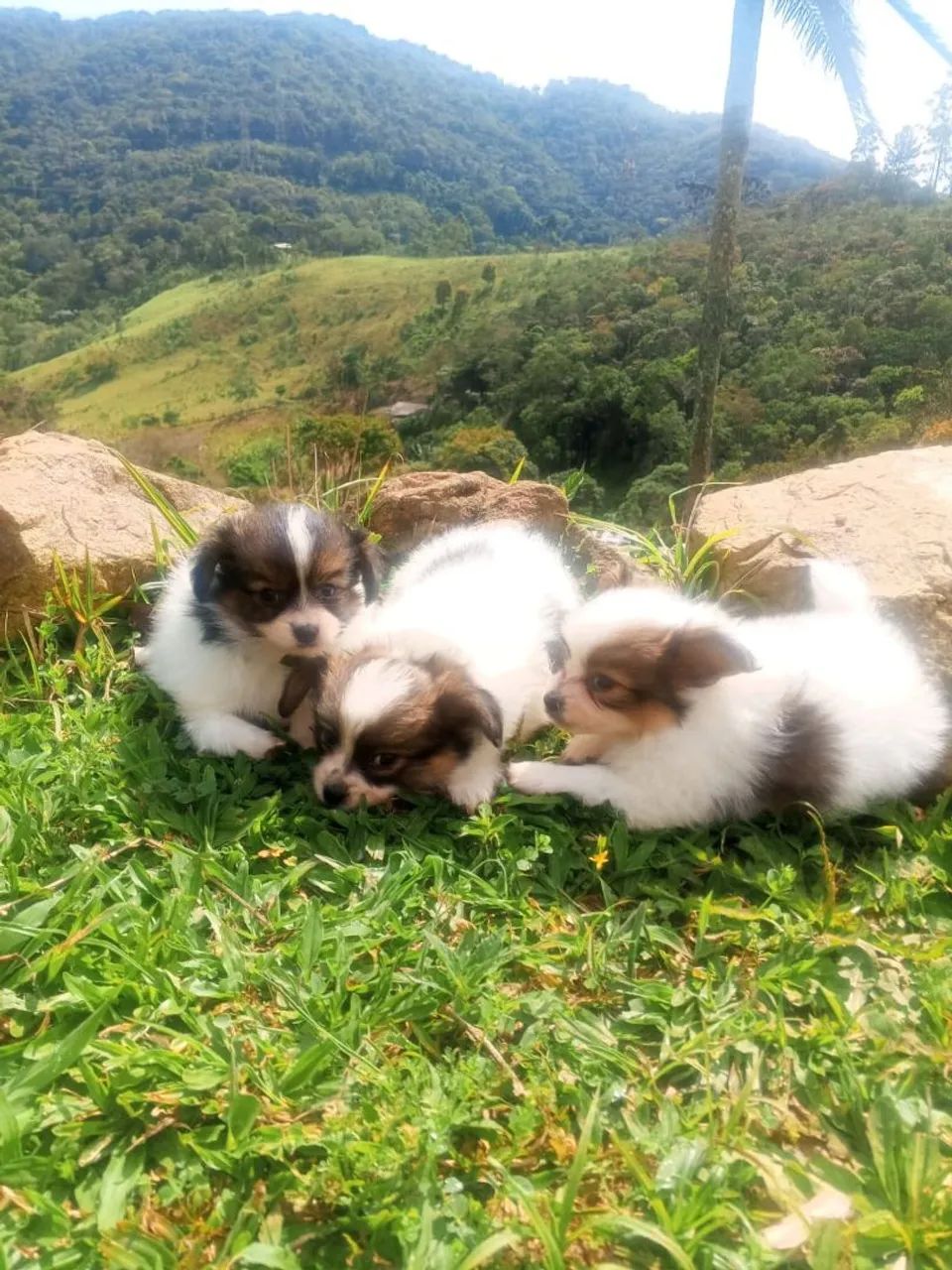 Papillon excelente linhagem 