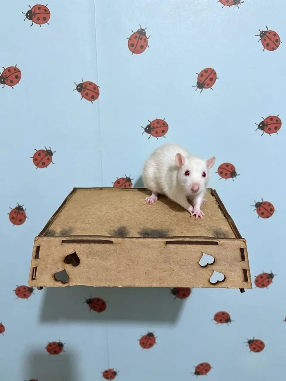 Hoodeed hamster Twister rato carregador pet cg