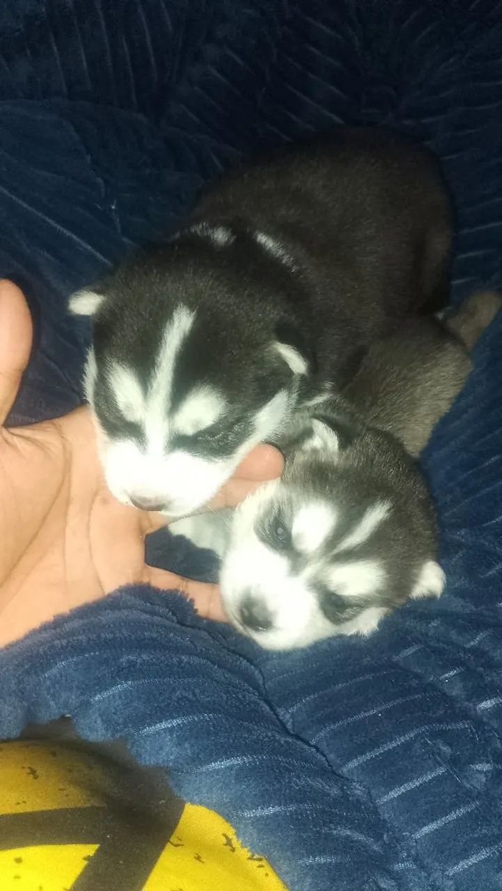 Filhotes de husky siberiano 2500