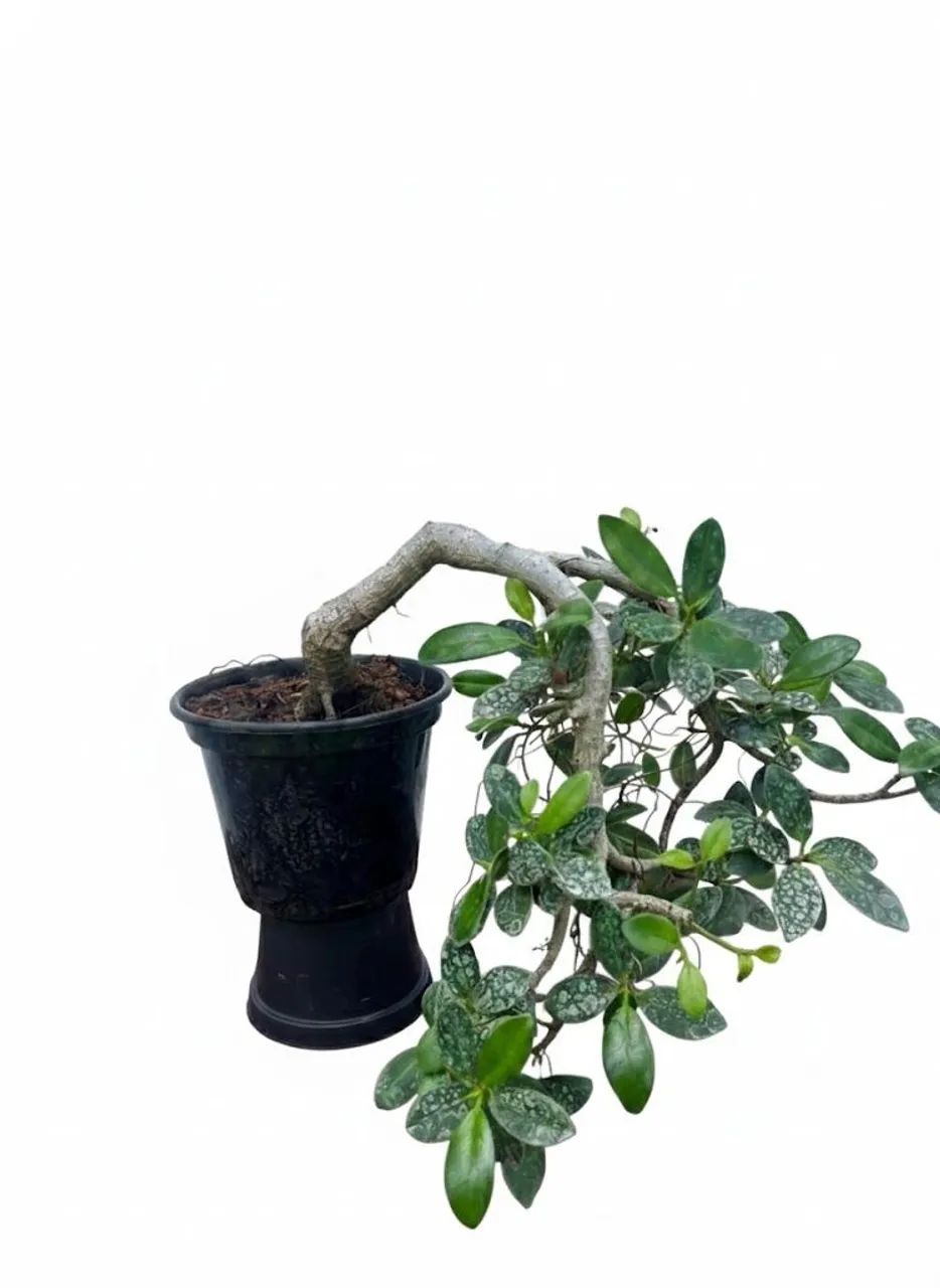 Pré - Bonsai de Cascata Ficus Panda - Jardinagem e Plantas - Boa