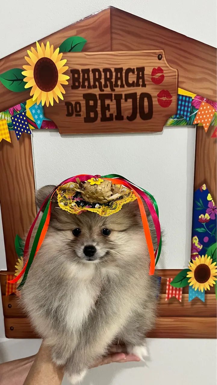 Femea de Spitz alemão  - Foto 3