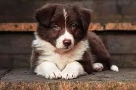 Border Collie "Não quero aprender nada."