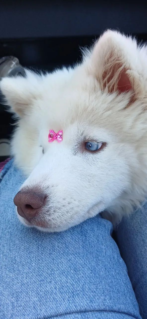Husky wooly - Foto 2