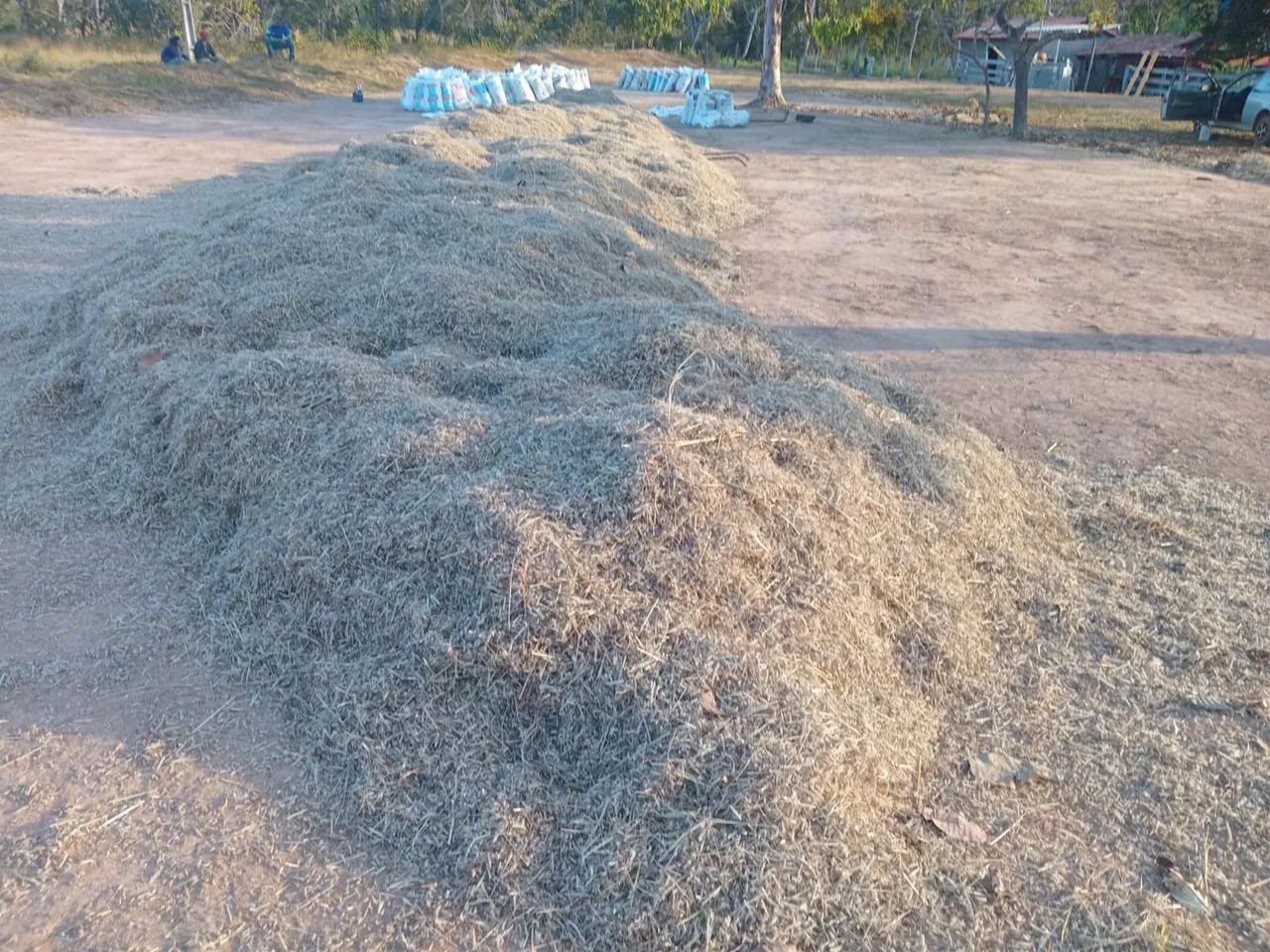 Semente de capim Andropogon  - Foto 5