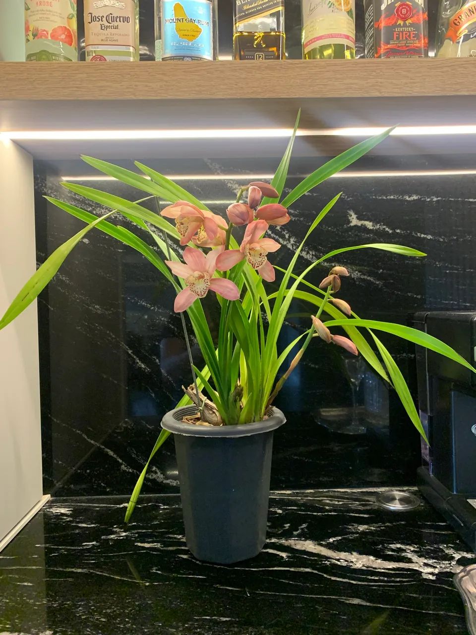 Orquídea Cymbidium  - Foto 4