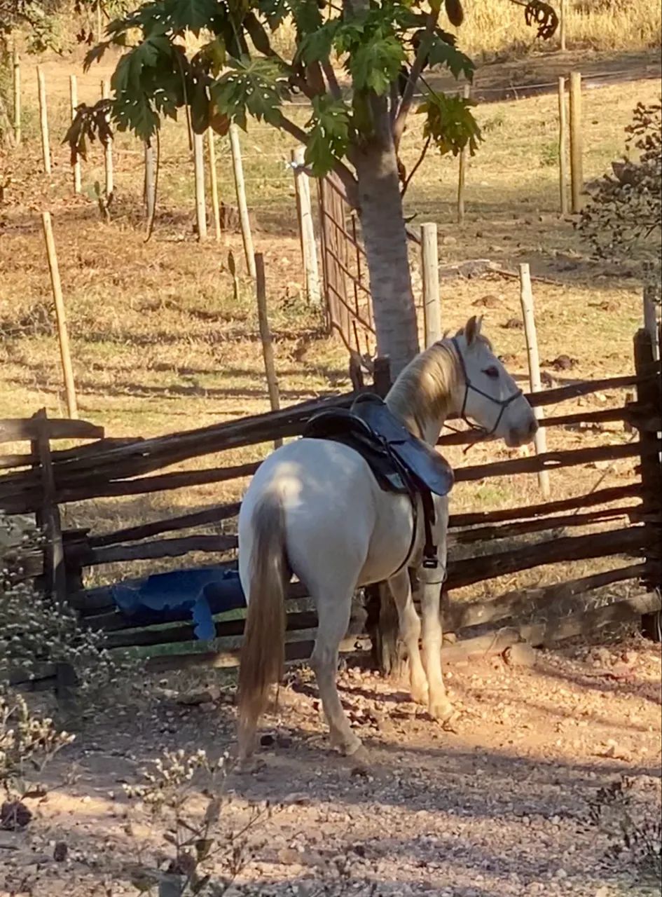 Vendo cavalo mangalarga 