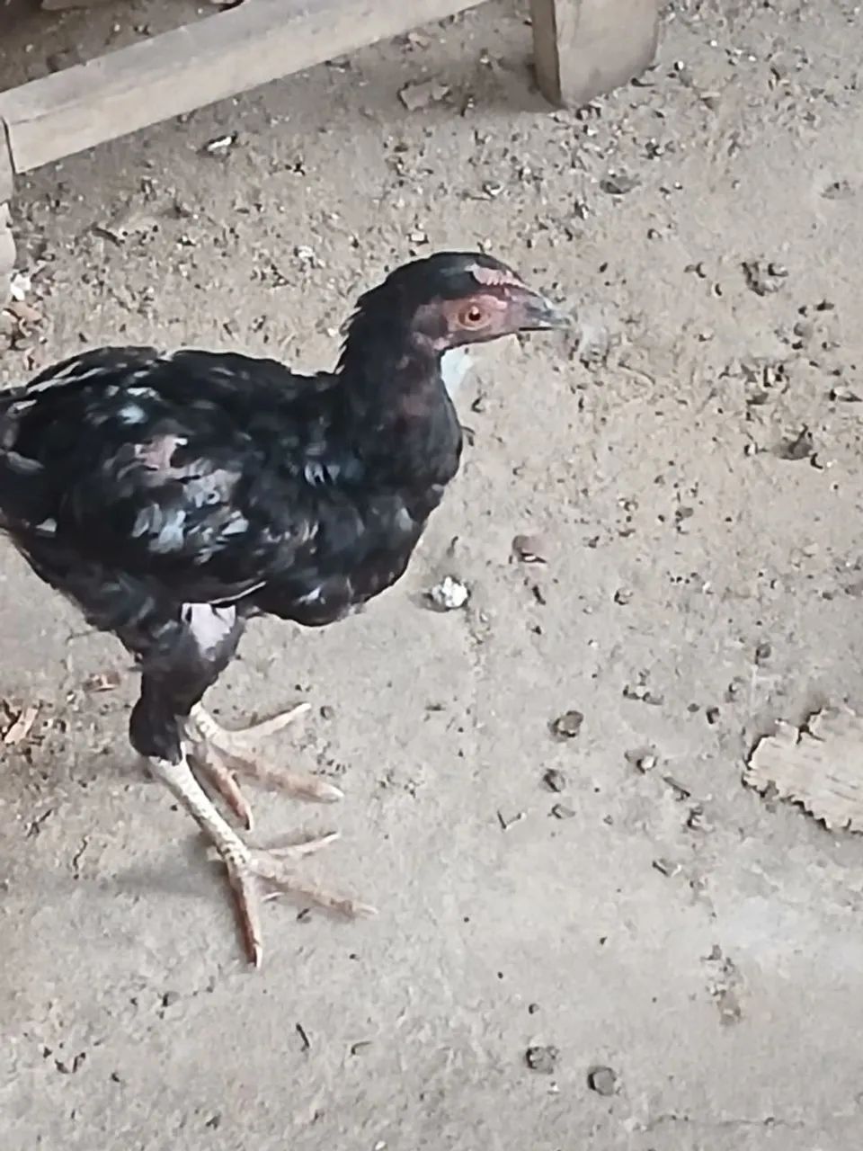 Vendo essas frangas e galinha  - Foto 4