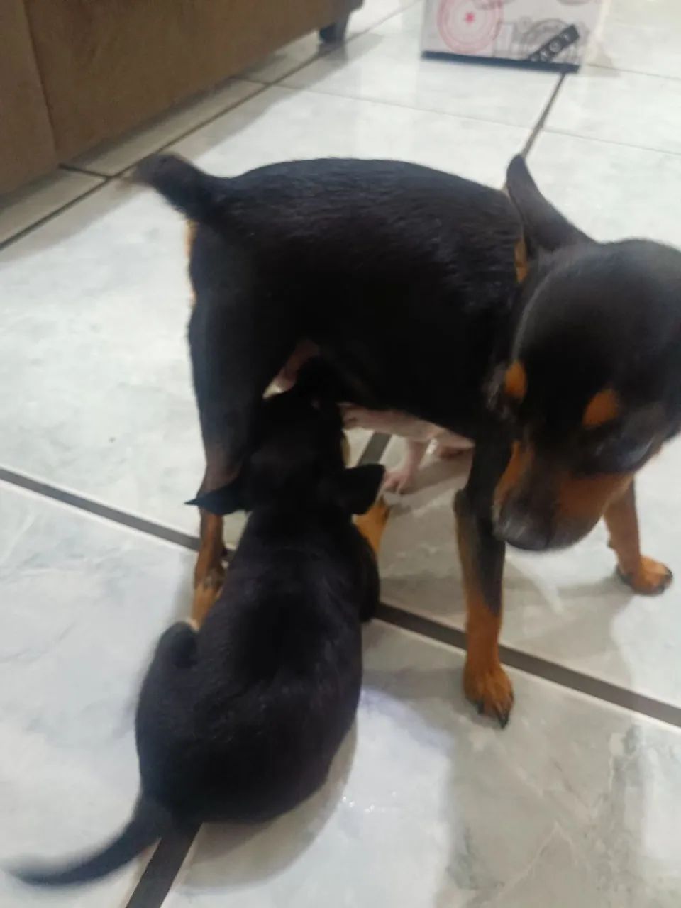Filhotes de pinscher zero - Foto 2