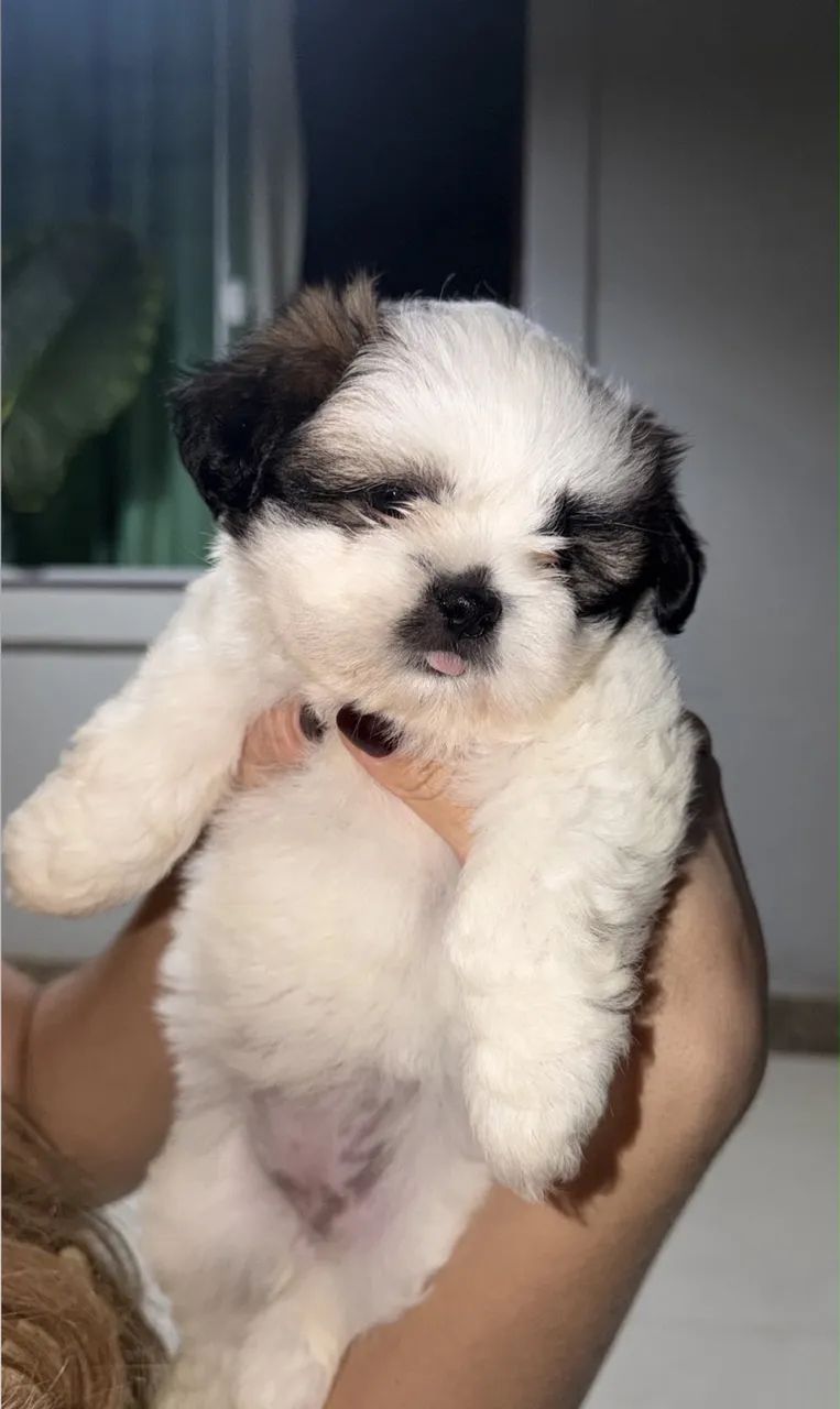 Shih tzu mini - Foto 4