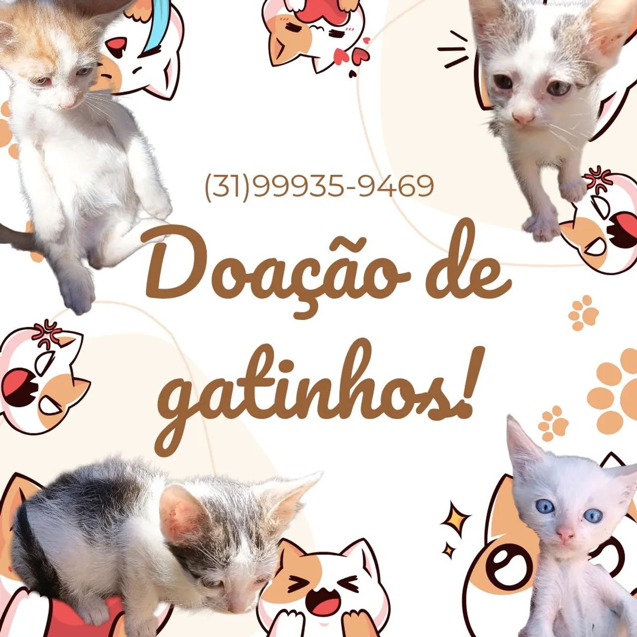 Doação de gatinhos!