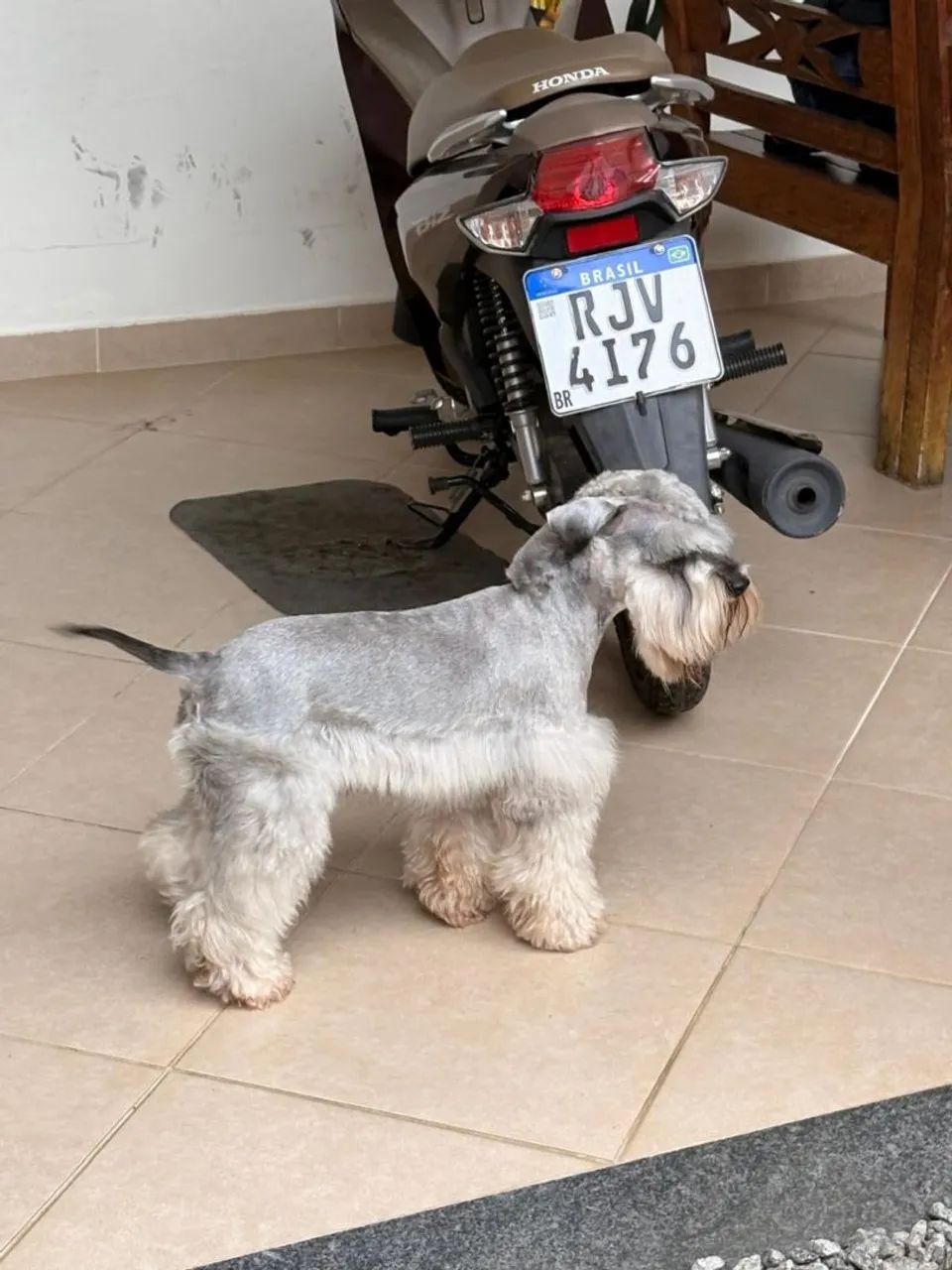Schnauzer  - Foto 5