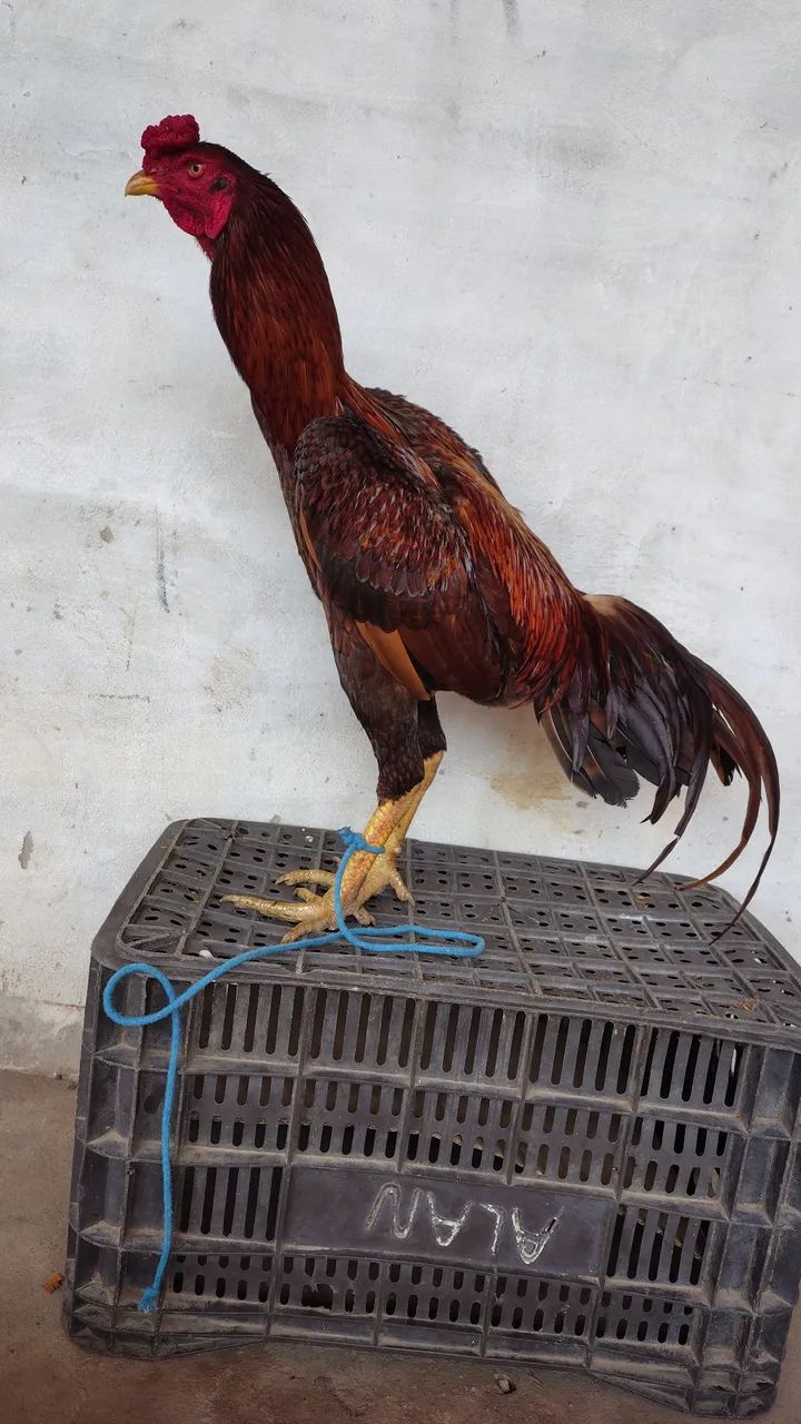 Vendo frango carioca  - Foto 4