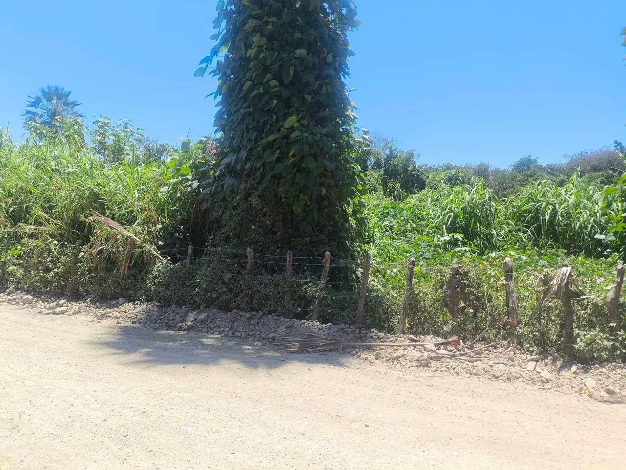 Vendo uma extensão de capim  - Foto 2
