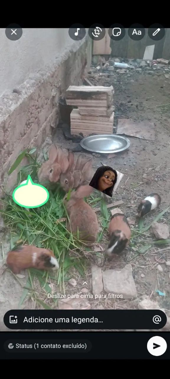 Porquinhos da índia  - Foto 2