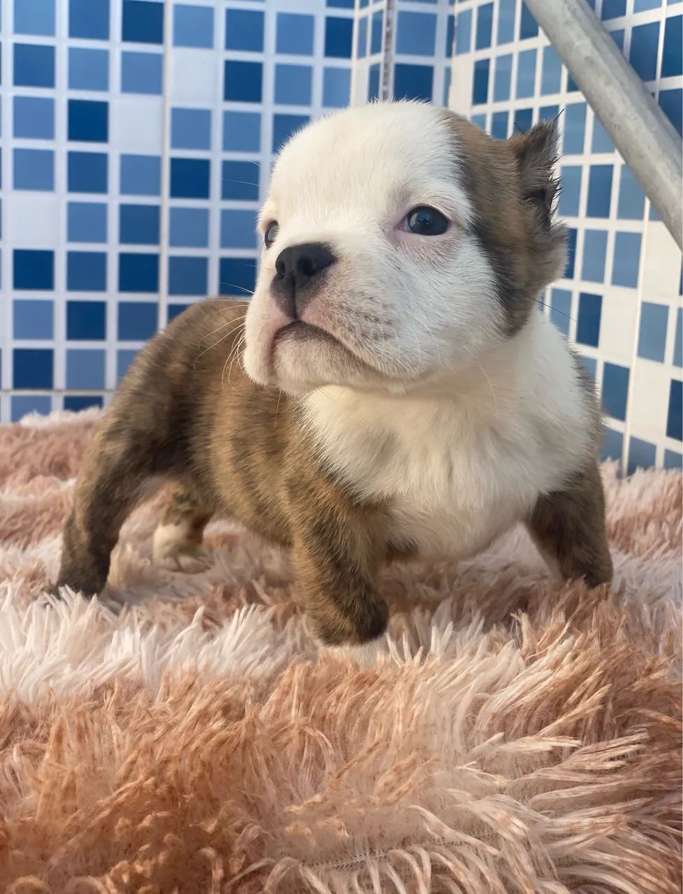 American bully micro - Foto 4