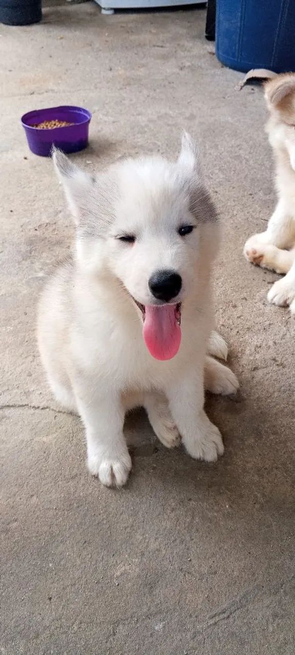 Husky siberiano - Foto 3