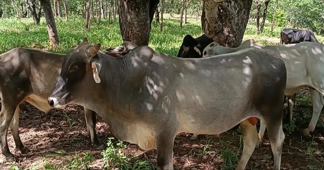 10 Bois e 02 Bezerros de Apartação  - Foto 2