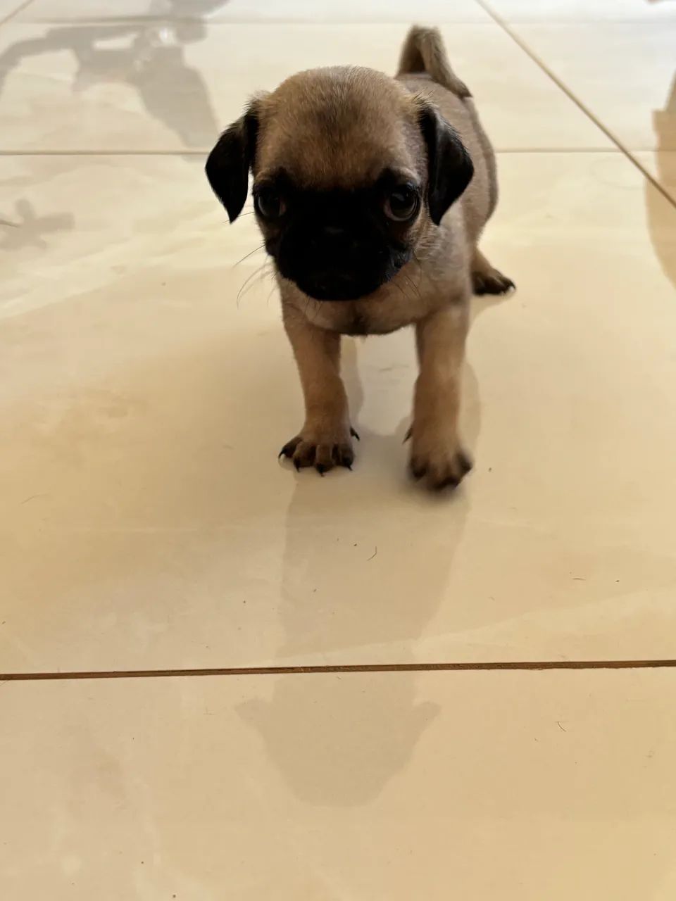 Pug Mini - Foto 2
