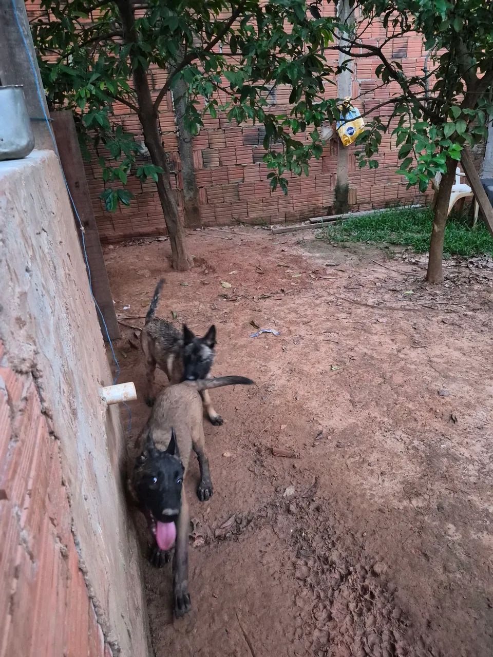 Vendo exemplar de belga malinois uma fêmea 3 meses  - Foto 3