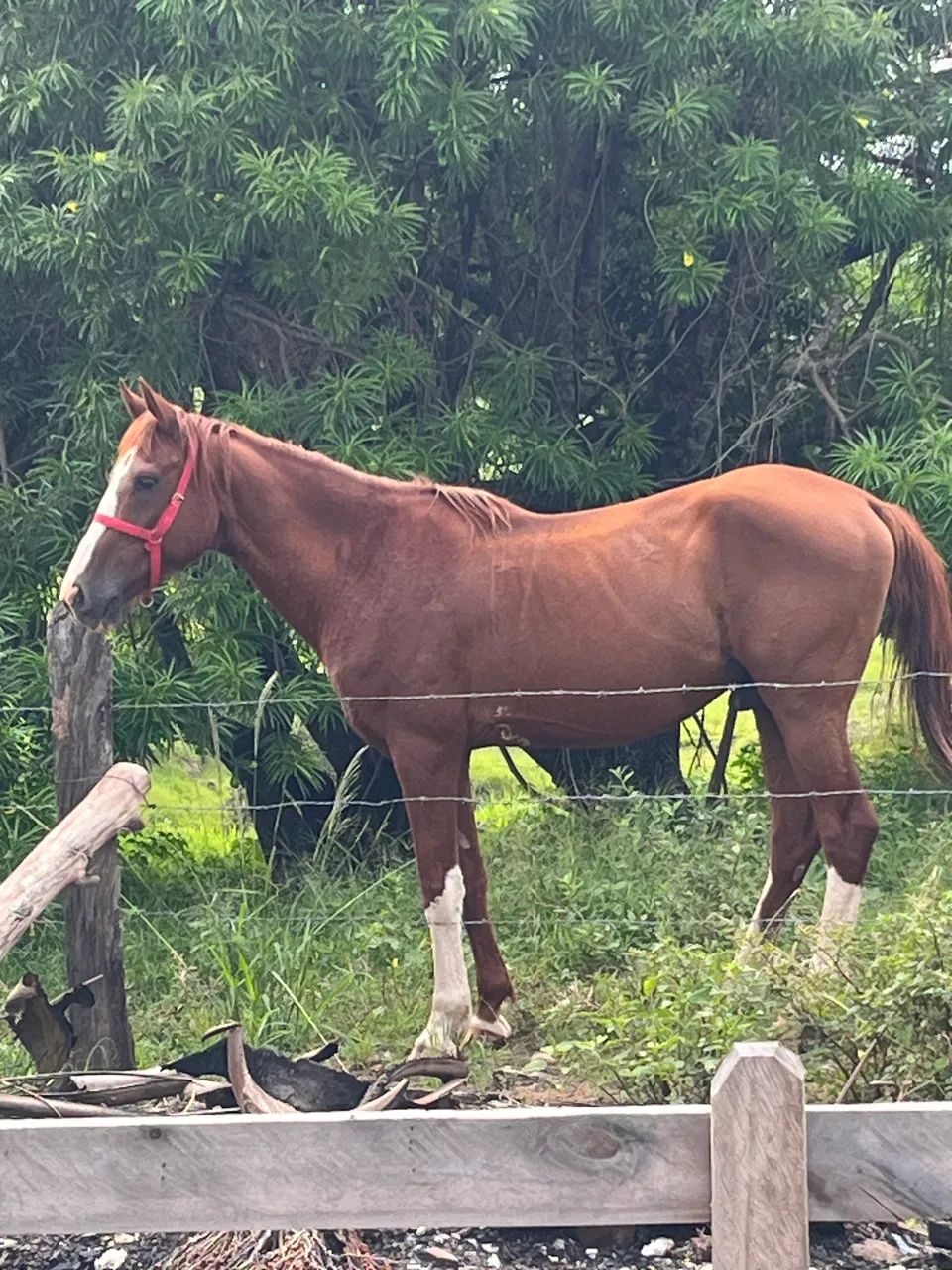 Cavalo Mangalarga (castrado) - Foto 2