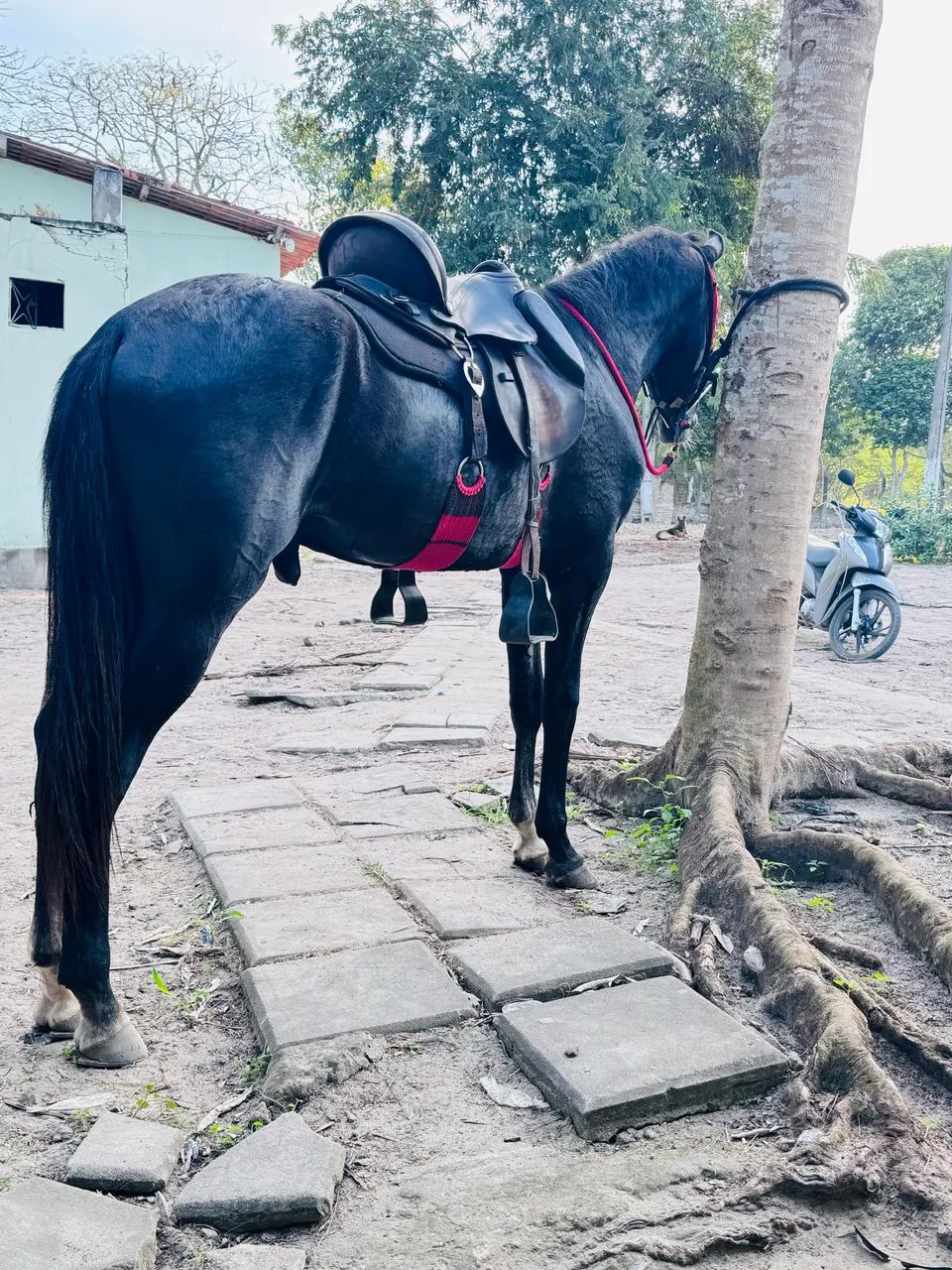 Cavalo novo genuíno de picado - Foto 2