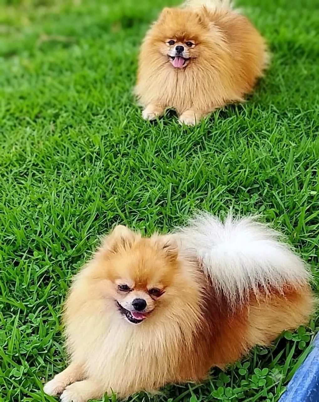 Lulu da pomeranea  - Foto 2