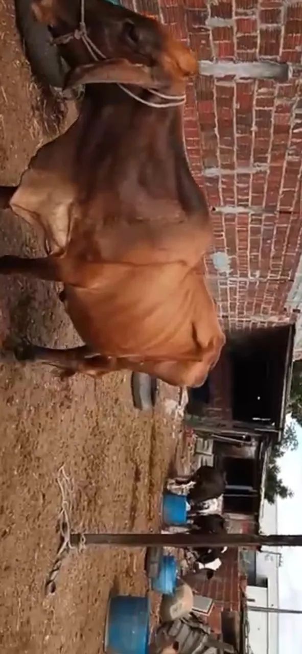 Vendo 3 vaca e 2 bezerro  - Foto 5