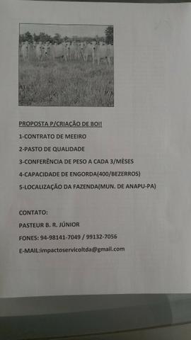 Contrato criação de boi