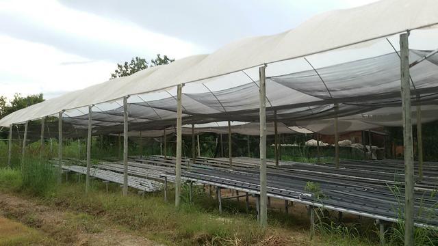 Estufas para hortalicas