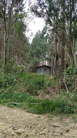 Fazenda de Pinus