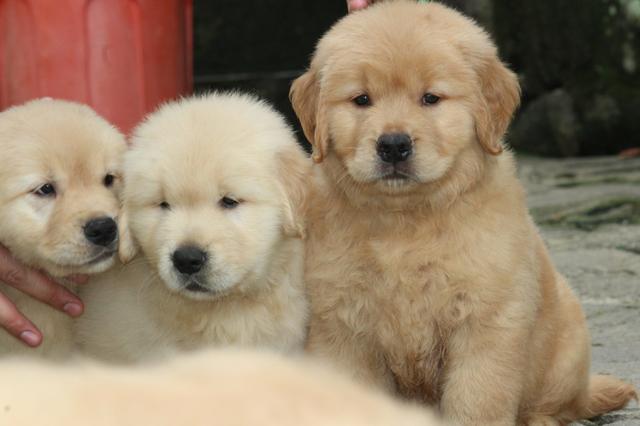 Golden Retriever Filhotes - Foto 2