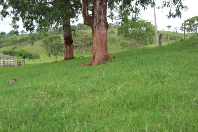 Fazenda Montada 25 Alqueires Cocalzinho"Toda Formada,72 km de Anapolis,129 km Goiania - Foto 5