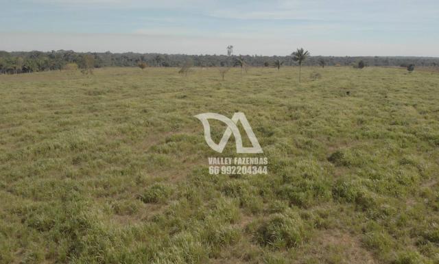 Fazenda à venda, 1134 hectares por R$ 24.000.000,00 - Novo Mundo/MT - Foto 12