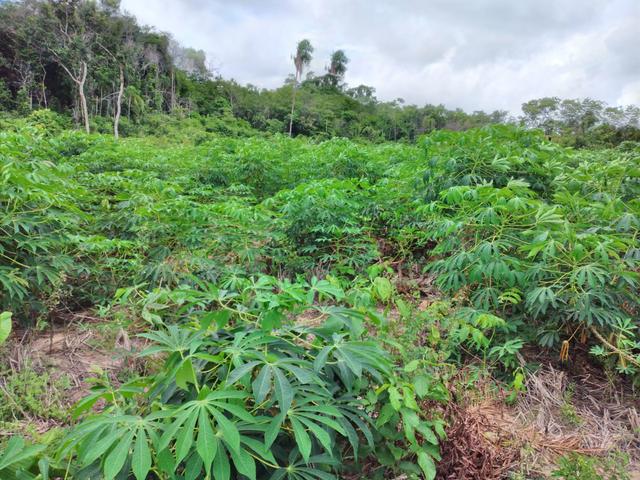 Vendo uma chácara 8.5 alqueires - Foto 4