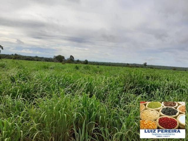 FAZENDA A VENDA DE 906 ALQUEIRÕES EM ARAGUAÇU - TO (Dupla Aptidão) - Foto 12